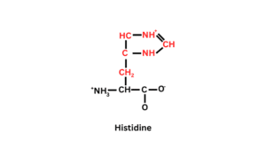 Structure of Histidine: Basic amino acids