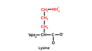 Structure of Lysine: Basic amino acids