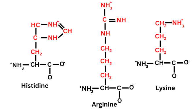 Basic amino acids