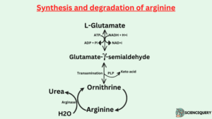 Synthesis and degradation of arginine
