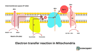 Electron transfer reaction