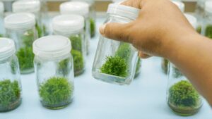 Importance of tissue culture