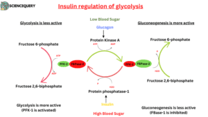 Insulin regulation of glycolysis