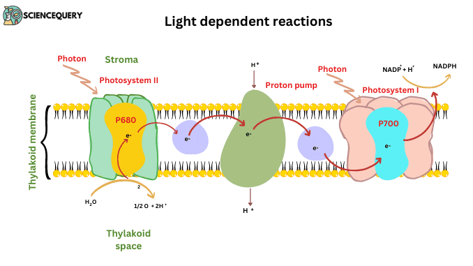 Light dependent reactions