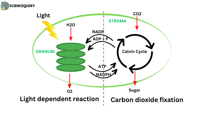 Products of light dependent reactions