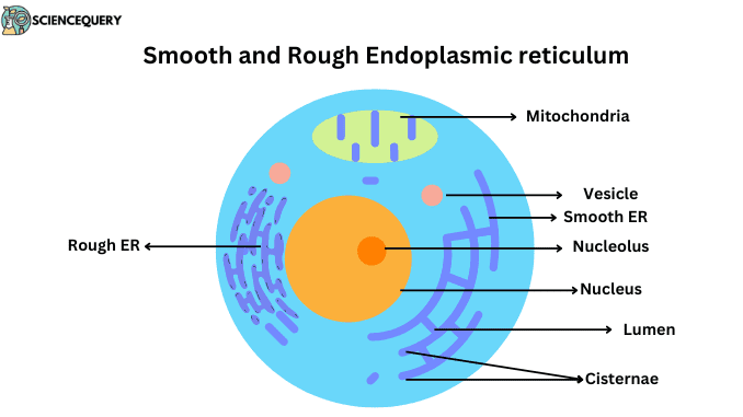 Draw a plant cell and label the parts which determine: A.The function and  development of the cell.B. Packages materials coming from the endoplasmic  reticulum. C. Provides resistance to microbes.