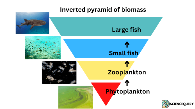 Inverted pyramid of biomass