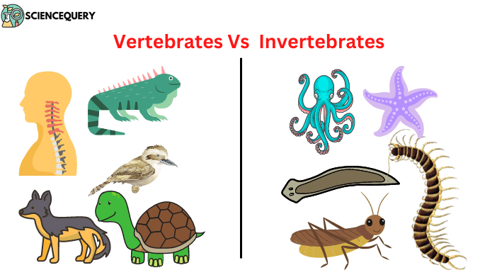 Vertebrates Vs  Invertebrates