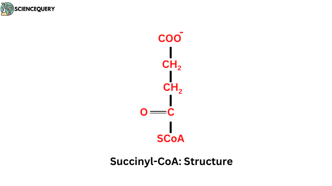 succinyl coa structure