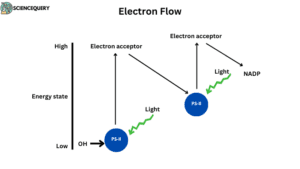 light dependent reactions - electron flow