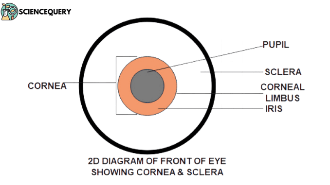 cornea vs sclera