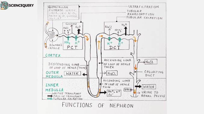 Nephron Function