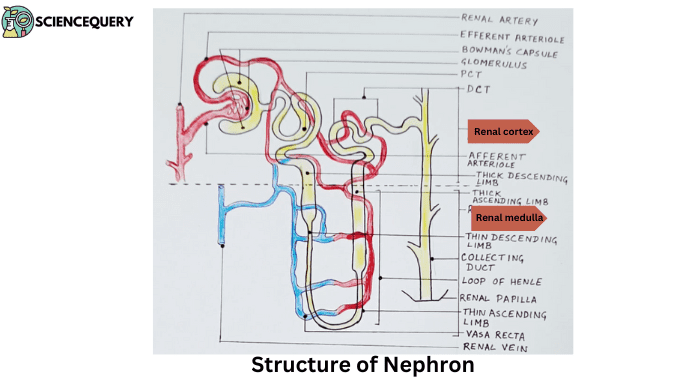 nephrons