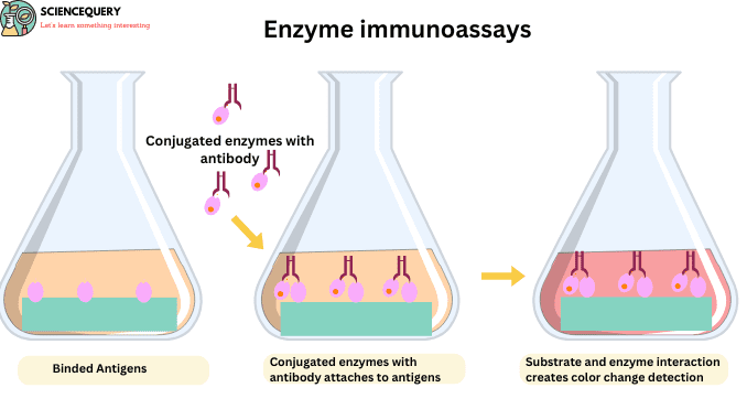 enzyme immunoassays