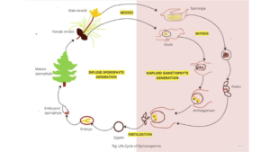 Life Cycle Diagram of Gymnosperm