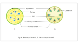 Primary growth and Secondary growth