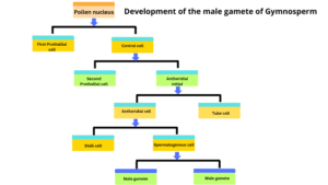 development of the male gamete of Gymnosperm