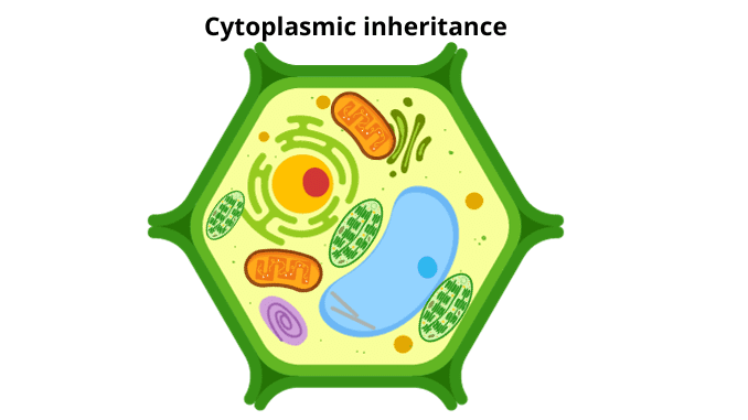 Cytoplasmic inheritance