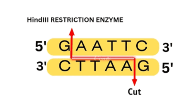 HindIII restriction enzyme