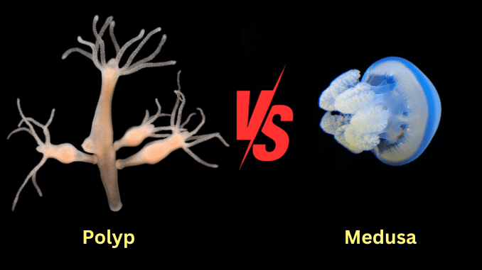 Polyp vs medusa