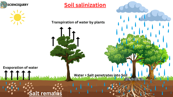 Soil salinization