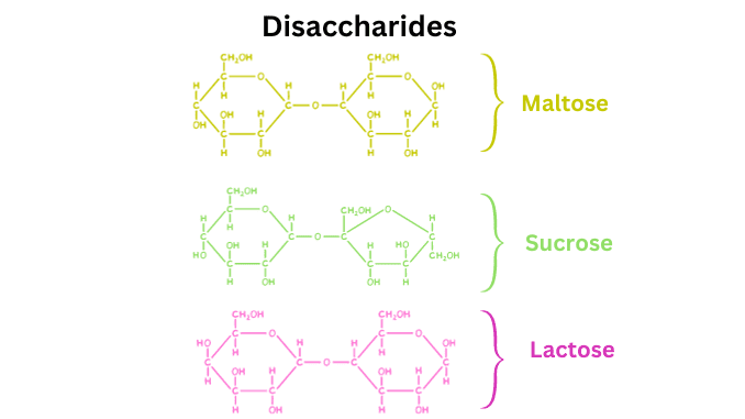 Disaccharides 