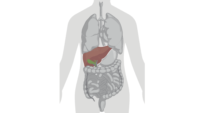 Function of the liver