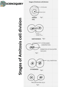 Stages of Amitosis cell division