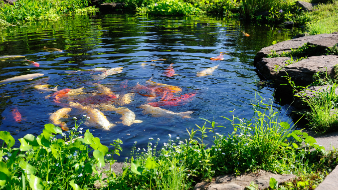 Ecosystem in Pond