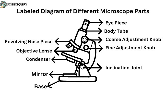 Microscope parts labelled