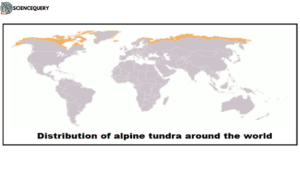 Alpine tundra