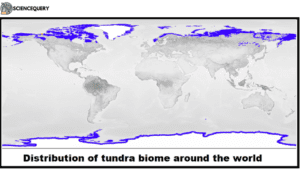 Arctic and Alpine Tundra Biome