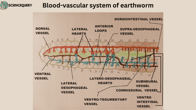 Earthworm circulatory system