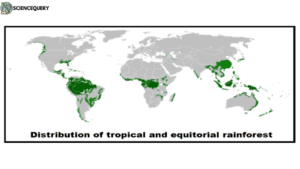 Equatorial and Tropical Rainforest
