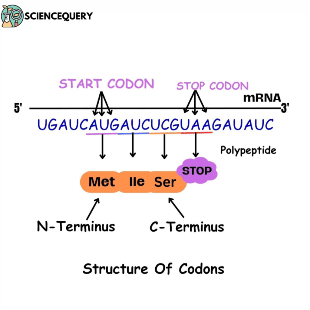 Genetic Codons