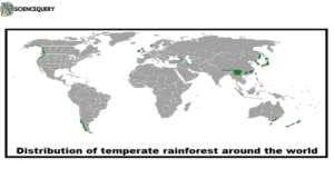 Temperate Rainforest