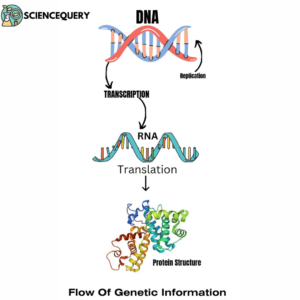 Transmission of genetic information
