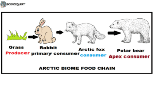 Tundra food chain