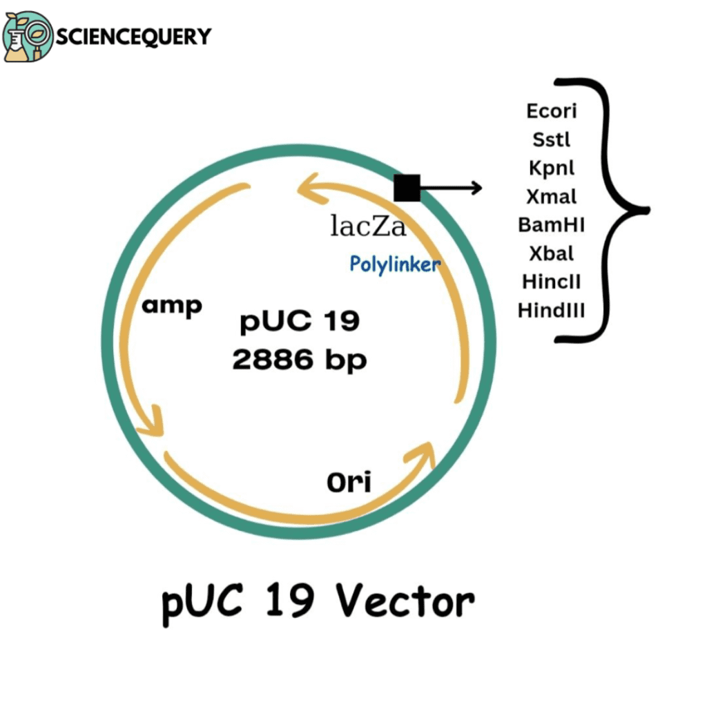 pUC19 Vector
