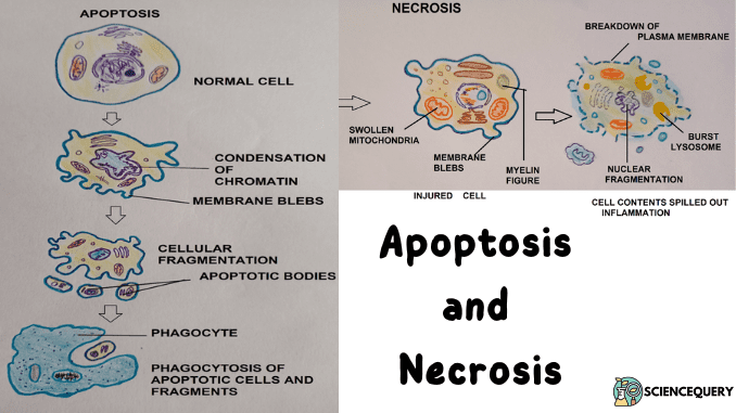 Apoptosis and Necrosis - ScienceQuery